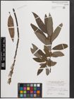 Foto von Salix cinerea L. x Salix viminalis L.